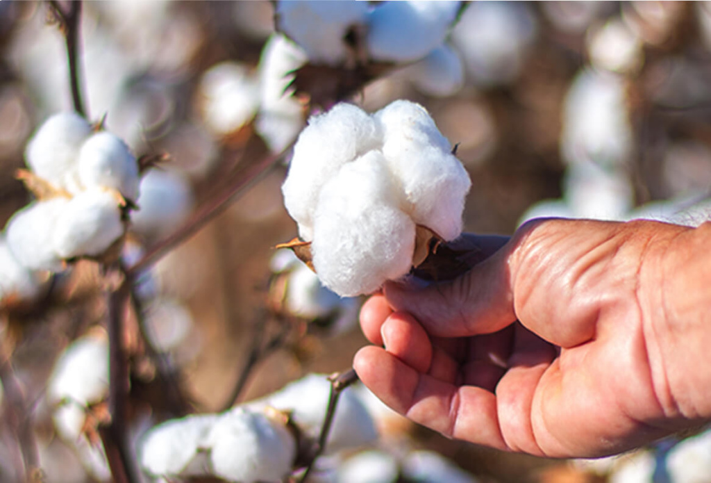 Benefits of Choosing Supima Cotton
