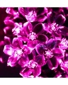 Shop 20 LED 4 Meter Pink Blossom Flower Fairy Decoration Lights-Design
