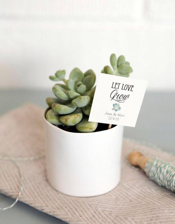 Succulent Schemes | Secret santa gifts