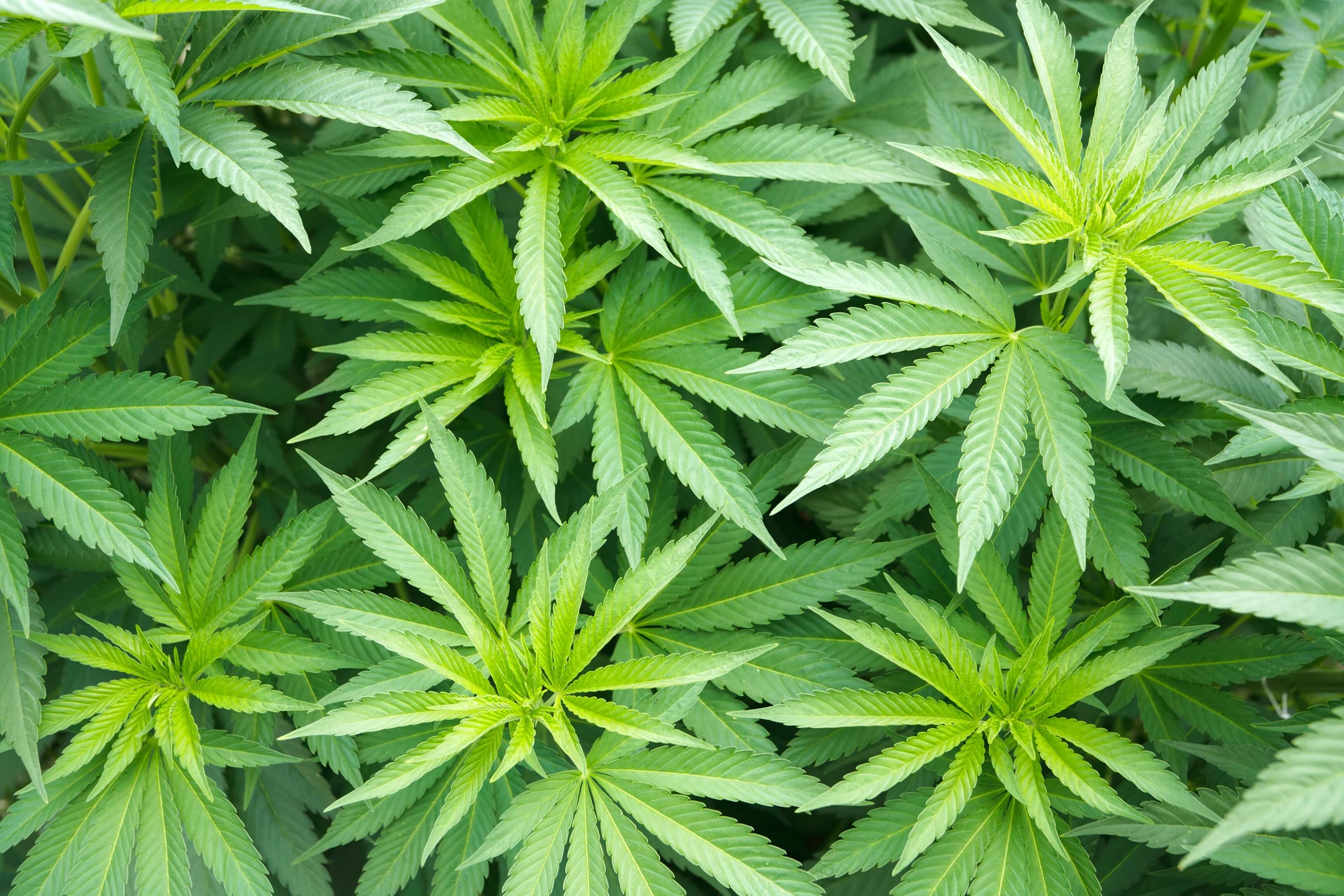 Such a noob 7 mistakes people make while growing marijuana