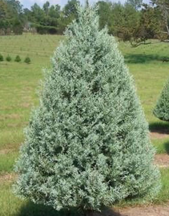 Arizona Cypress-Types of Christmas Trees-Bewakoof Blog
