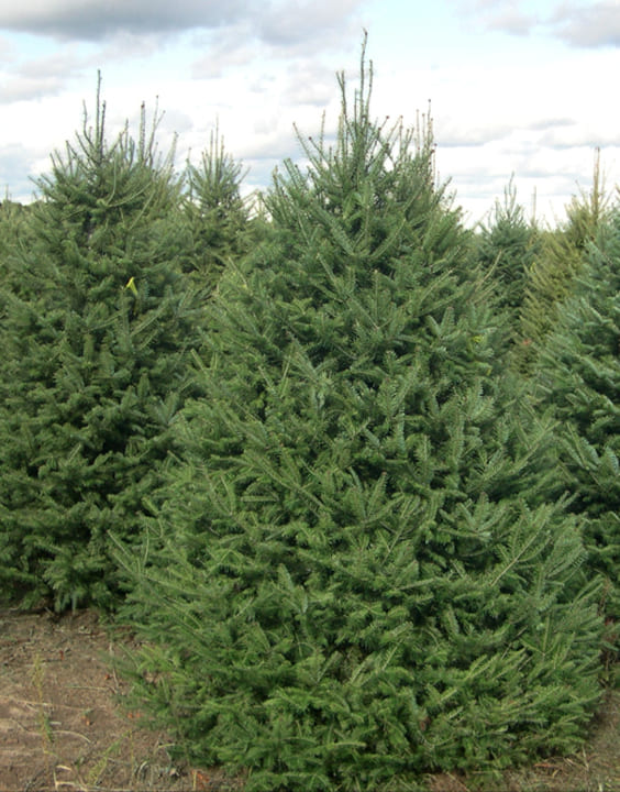Balsam Fir-Types of Christmas Trees-Bewakoof Blog 