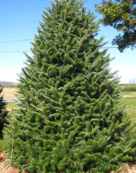 Canaan Fir-Types of Christmas Trees-Bewakoof Blog 
