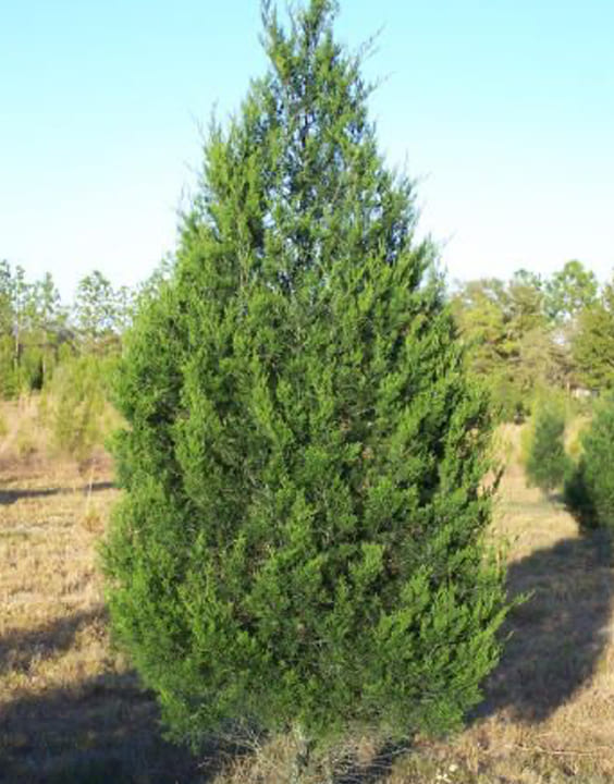 Cedar Christmas Tree-Types of Christmas Trees-Bewakoof Blog