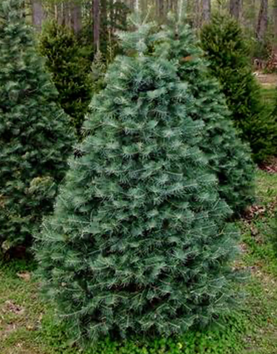 Concolour Fir-Types of Christmas Trees-Bewakoof Blog
