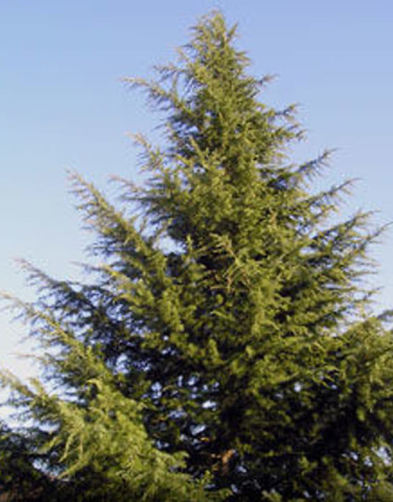 Deodar Cedar-Types of Christmas Trees-Bewakoof Blog