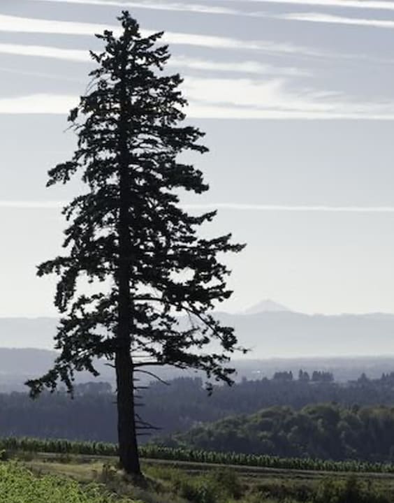 Douglas Fir-Types of Christmas Trees-Bewakoof Blog