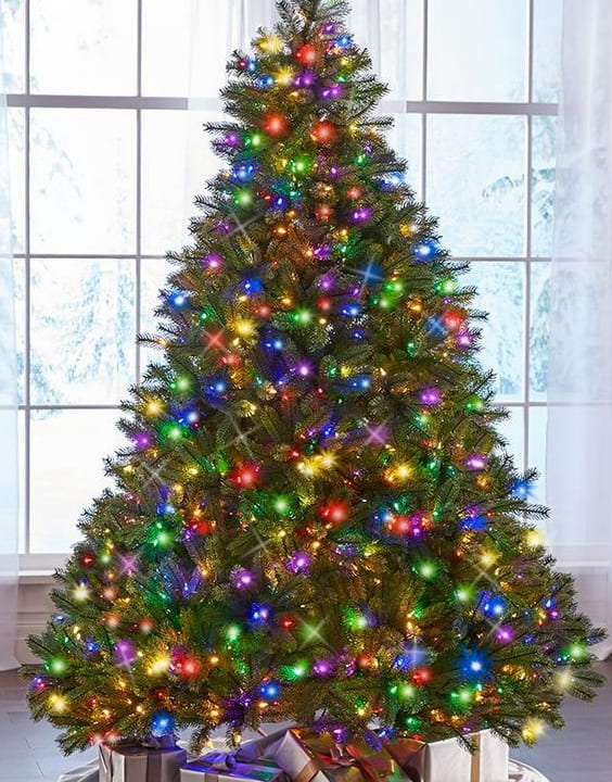 Firs Christmas Tree-Types of Christmas Trees-Bewakoof Blog