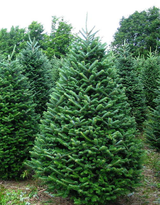 Fraser Fir-Types of Christmas Trees-Bewakoof Blog