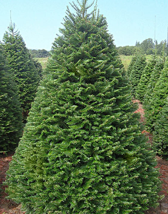 Grand Fir-Types of Christmas Trees-Bewakoof Blog 