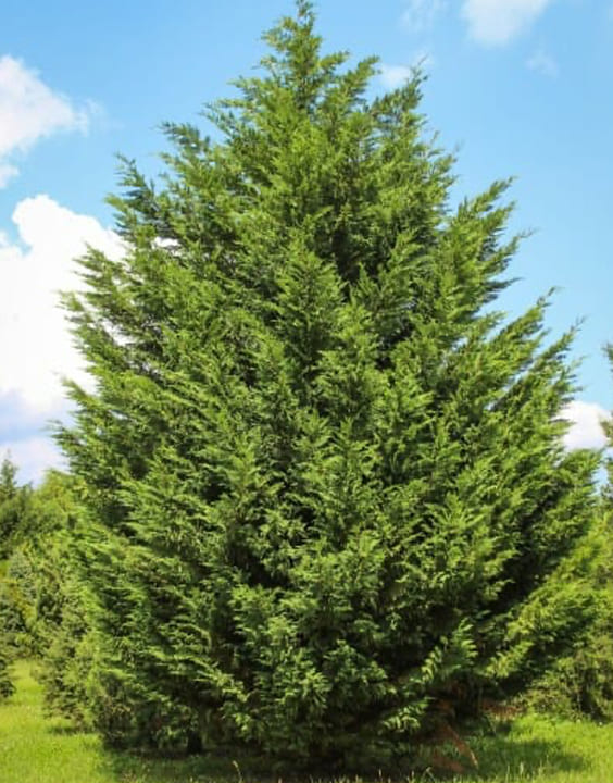 Leyland Cypress-Types of Christmas Trees-Bewakoof Blog