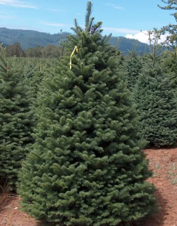Noble Fir-Types of Christmas Trees-Bewakoof Blog