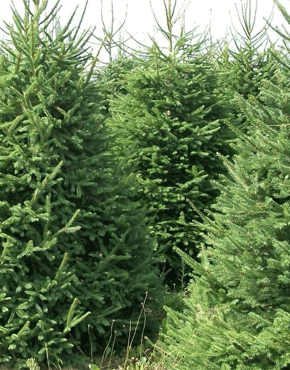 Norway Spruce-Types of Christmas Trees-Bewakoof Blog