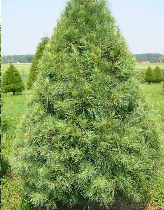 White Pine-Types of Christmas Trees-Bewakoof Blog