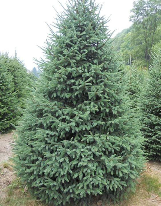 White Spruce-Types of Christmas Trees-Bewakoof Blog